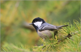 <p>SÝKORA UHELNÍČEK (Periparus ater)</p>